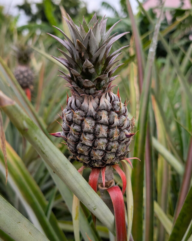 A small pineapple grows from the center of a leafy plant in an outdoor garden.
